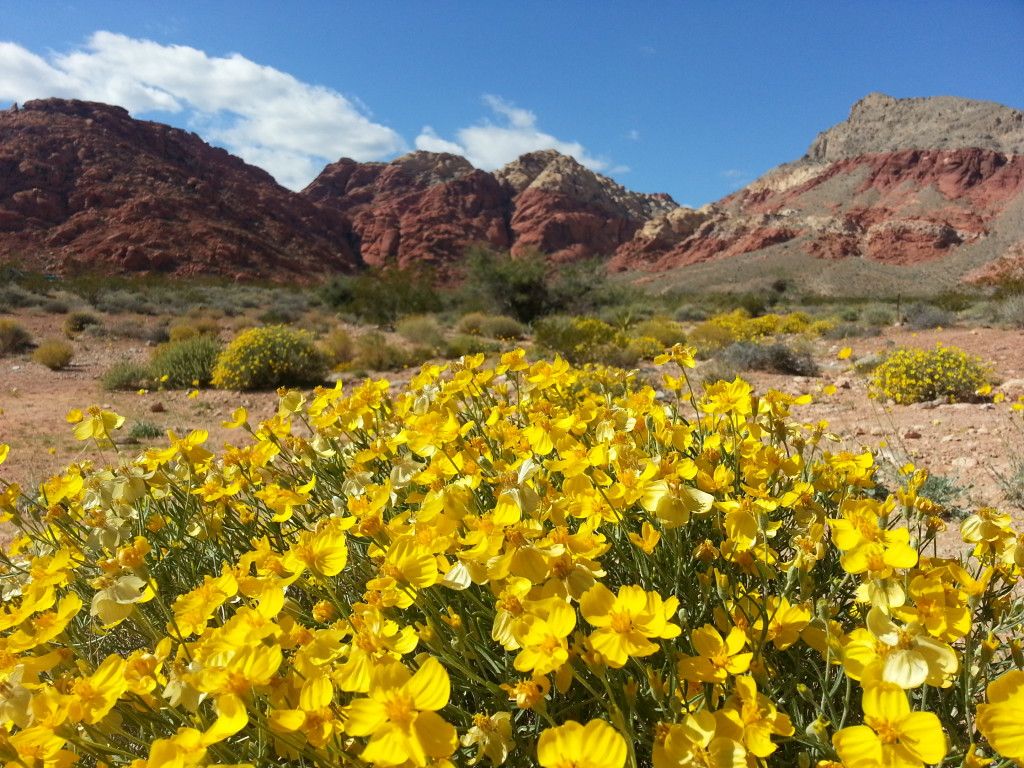 Impressed by the desert fall colors of Las Vegas. #WBPestControl