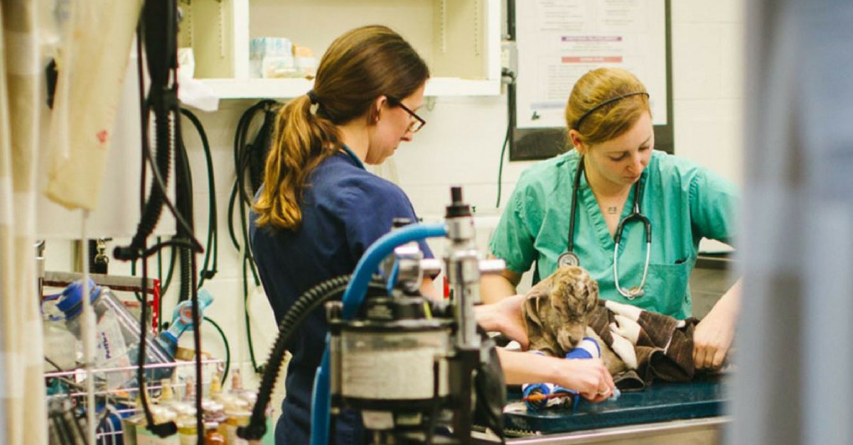 Community Veterinary tweet media