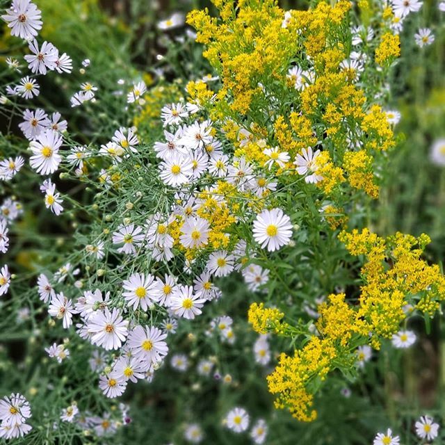 Aster & Goldenrod season
_______________________________
#stillsummer #latesummer #prefall #almostautumn #wildflowers #ontariogardening #nativeplants ift.tt/2pfk6cw