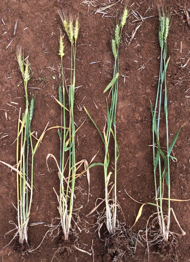First photo is fast winter ADV15.9001 sown L-R 20 Mar, 3 Apr, 17 Apr, 1 May at <a href="/HartFieldDay/">HartField-SiteGroup</a> all flowered within a week of eachother. 2nd photo fast spring Scepter at same sow dates flowered over 2 months apart #MESW <a href="/theGRDC/">GRDC</a> <a href="/GRDCSouth/">GRDC South</a> <a href="/kentonp_ag/">Kenton Porker</a>