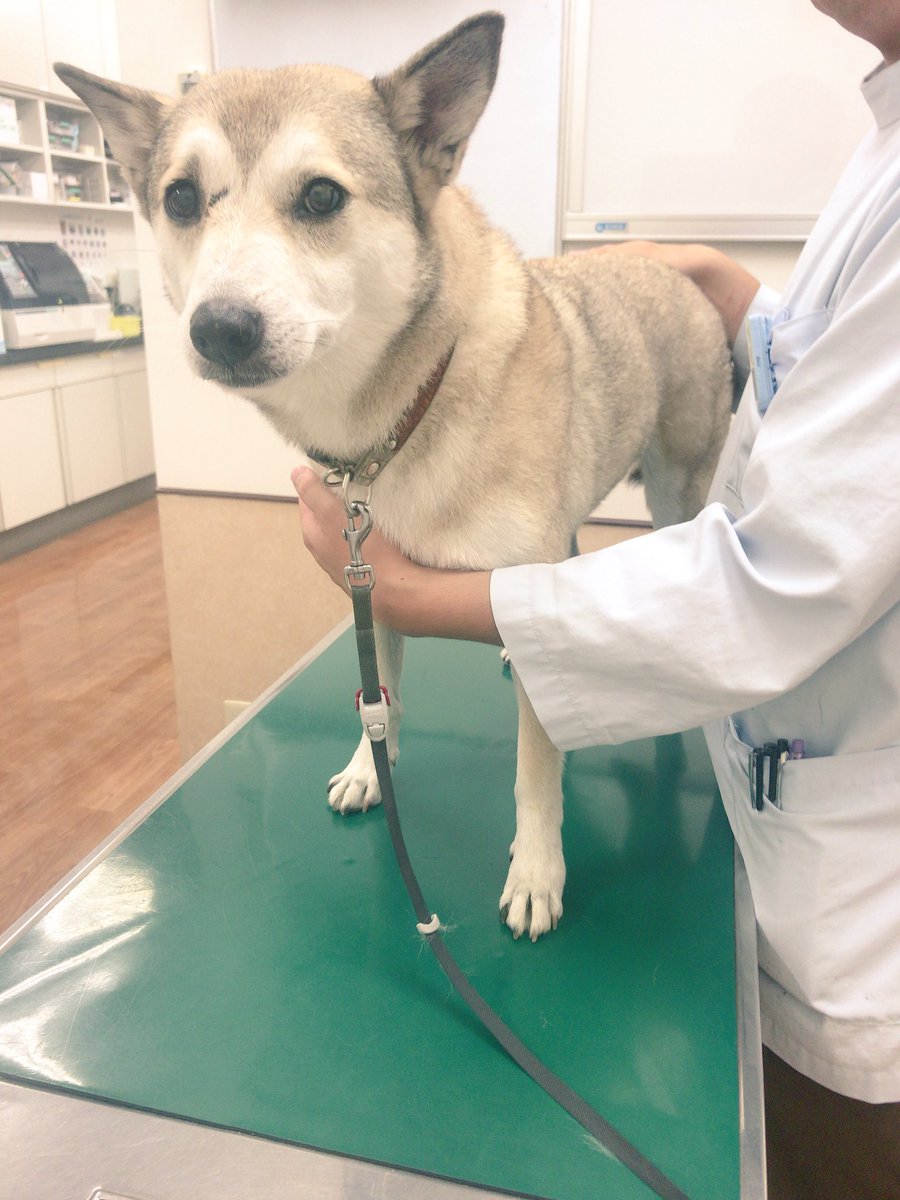 わんこ と 車 中泊 飼い主 愛犬と車中泊して出かけよう 犬連れ車中泊の魅力に迫る わんこ と 車 中泊 飼い主 愛犬と車中泊して出かけよう 犬連れ車中泊の魅力に迫る