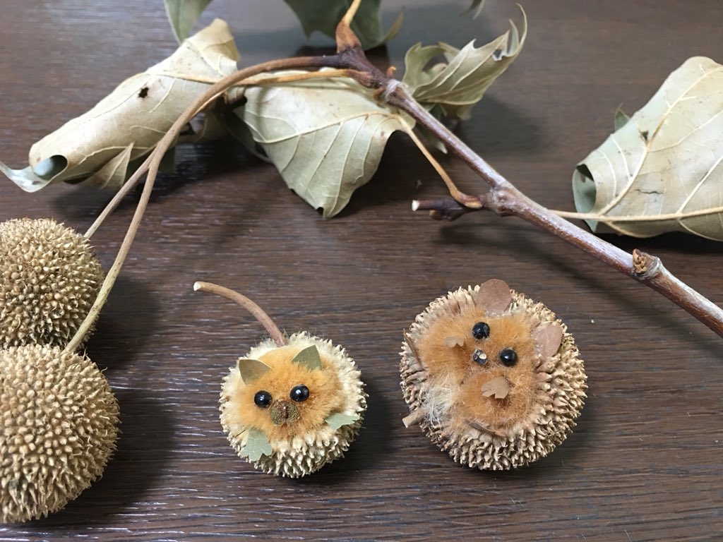 Inori スズカケノキの実の猫 籠に入っている とハリネズミです きれいなところで写真を撮ってなかったので T Co Yay8cwtejz Twitter