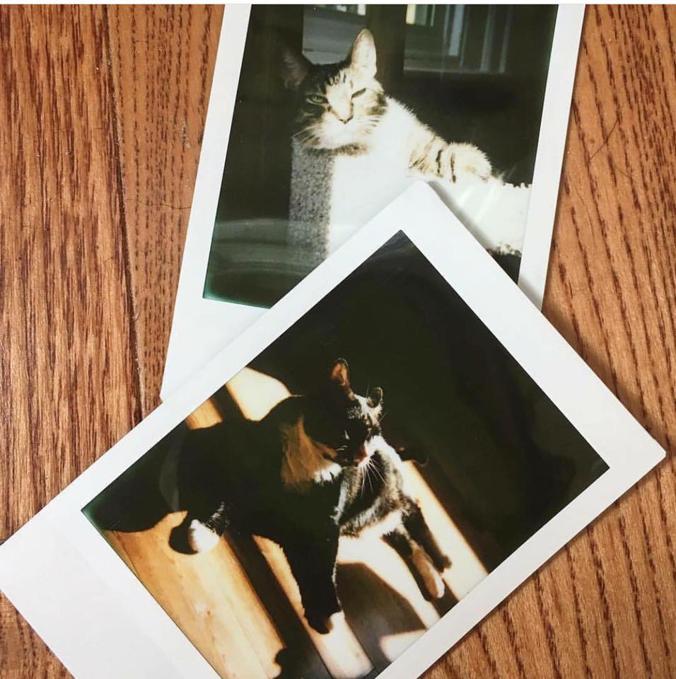 fuzzymugzapp's tweet photo. It doesn’t matter how you capture your pets! Whether it’s with a DSLR, an instant film camera, or through the lens of your mobile phone, Fuzzymugz is all about it! Share the love 💕

📸 credited to @michellecasperdotjpg on IG

https://t.co/jEymPxLagL https://t.co/8AW8txG4iX
