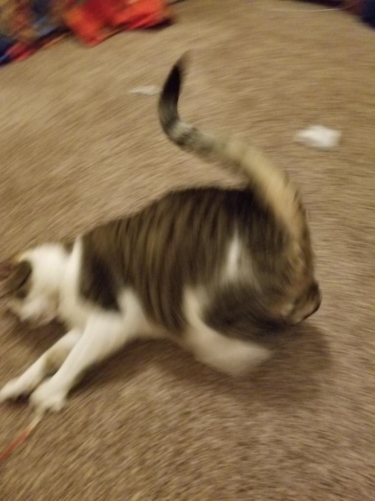 bighonknavocado's tweet photo. Mow-mow with the fancy toy we bought him: untouched
Mow-mow with the random piece of fucking string that fell on the floor when I was sewing: https://t.co/6Kz46K0G6Y