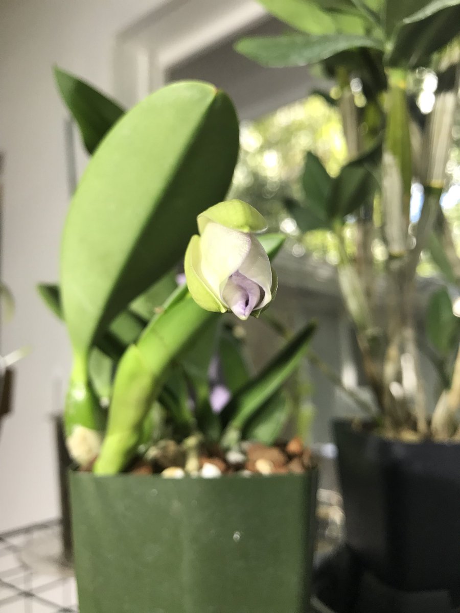 i_orchids's tweet photo. Kissy face!!! #comeonandbloom #minicatt #howlongmustiwait https://t.co/WK7sGc86dL
