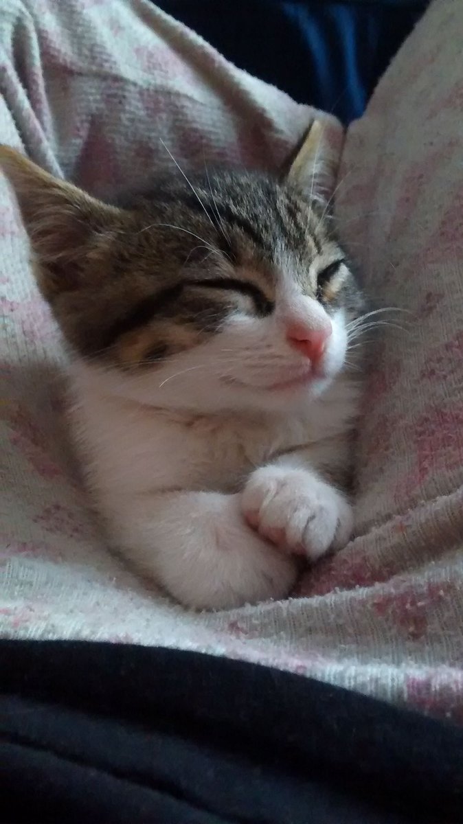 LeiidyEnciiso's tweet photo. Aquí un viaje en el primer añito de mi #TropiCat, Newton, siendo el modelo más hermoso, & esperando su regalito de @TropiBogota & @AnimalsCol, (¿no es hermosa la foto de navidad?)
Tropicana, la más bacana 102.9 😻 https://t.co/WS95XLlo20