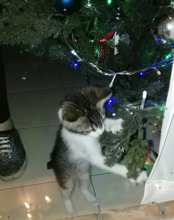 LeiidyEnciiso's tweet photo. Aquí un viaje en el primer añito de mi #TropiCat, Newton, siendo el modelo más hermoso, & esperando su regalito de @TropiBogota & @AnimalsCol, (¿no es hermosa la foto de navidad?)
Tropicana, la más bacana 102.9 😻 https://t.co/WS95XLlo20
