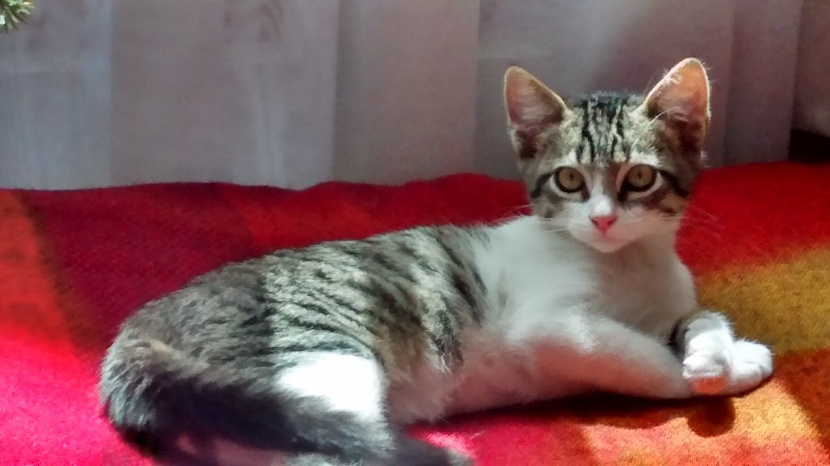 LeiidyEnciiso's tweet photo. Aquí un viaje en el primer añito de mi #TropiCat, Newton, siendo el modelo más hermoso, & esperando su regalito de @TropiBogota & @AnimalsCol, (¿no es hermosa la foto de navidad?)
Tropicana, la más bacana 102.9 😻 https://t.co/WS95XLlo20