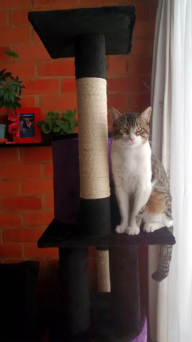 LeiidyEnciiso's tweet photo. Aquí un viaje en el primer añito de mi #TropiCat, Newton, siendo el modelo más hermoso, & esperando su regalito de @TropiBogota & @AnimalsCol, (¿no es hermosa la foto de navidad?)
Tropicana, la más bacana 102.9 😻 https://t.co/WS95XLlo20