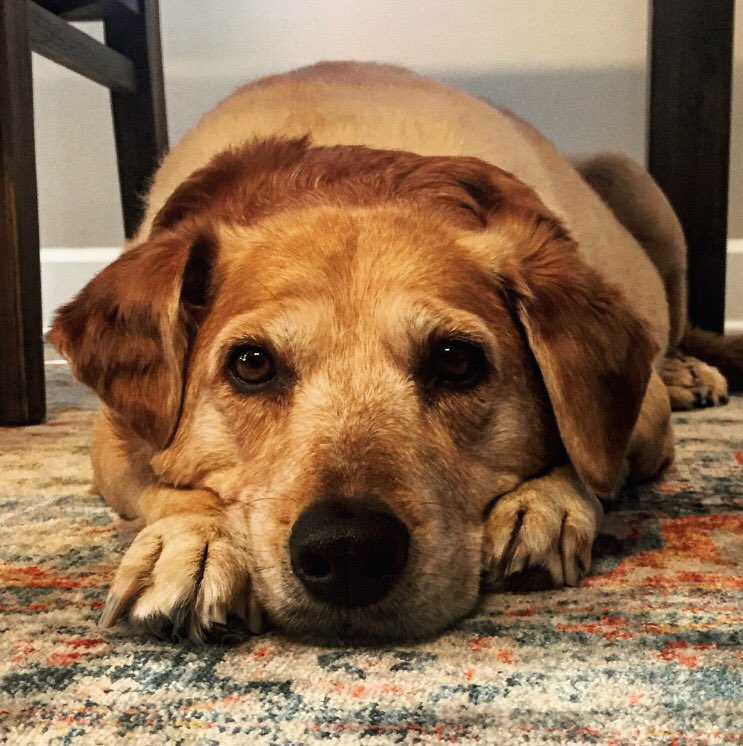 adapadvocacy's tweet photo. Molly is pleased to report that she will be attending our 11th Annual AIDS Drug Assistance Program Conference this week in Washington, DC! She hasn’t missed a single one in 11 years! #ADAPconference #HandsOffOurRyanWhite https://t.co/FgYc6k5NI5