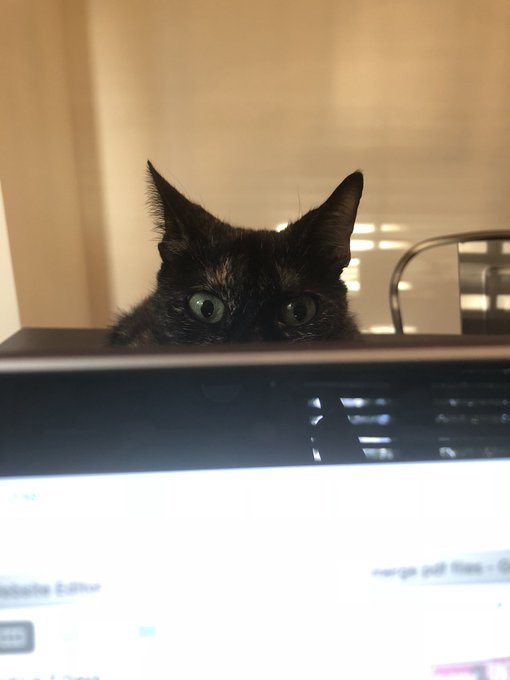 Just working. 🐱 https://t.co/bhpoBI71n0