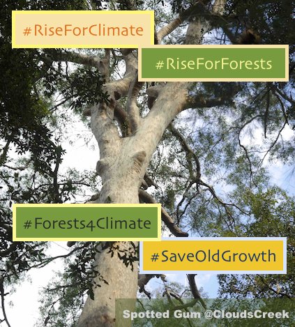 CloudsCreek's tweet photo. Old Growth and Rainforest reserves #TooPreciousToPlunder
Sign to #StandUp4Forests
>>> https://t.co/ilGu6XcyDm @forests4ever
Protect our ancient legacy from loggers!
#Habitat #Hollows #HandsOffOldGrowth
#SaveGG #SaveYBG #NSWVotes2019 https://t.co/lEkfn3XhA3