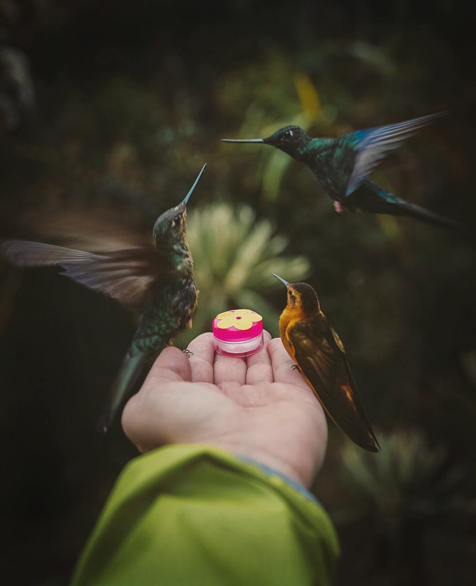 colombia_travel's tweet photo. 33 días no son suficientes para recorrer todo el país, pero si para enamorarse de él. Esto es Colombia a través de los ojos del viajero internacional @alanxelmundo que vivio la Sabrosura. Si quieres saber más de su experiencia, aquí podrás hacerlo: https://t.co/imVmBhXYnm https://t.co/jthHOGVsFf
