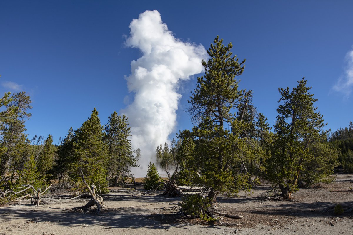 YellowstoneNPS tweet picture