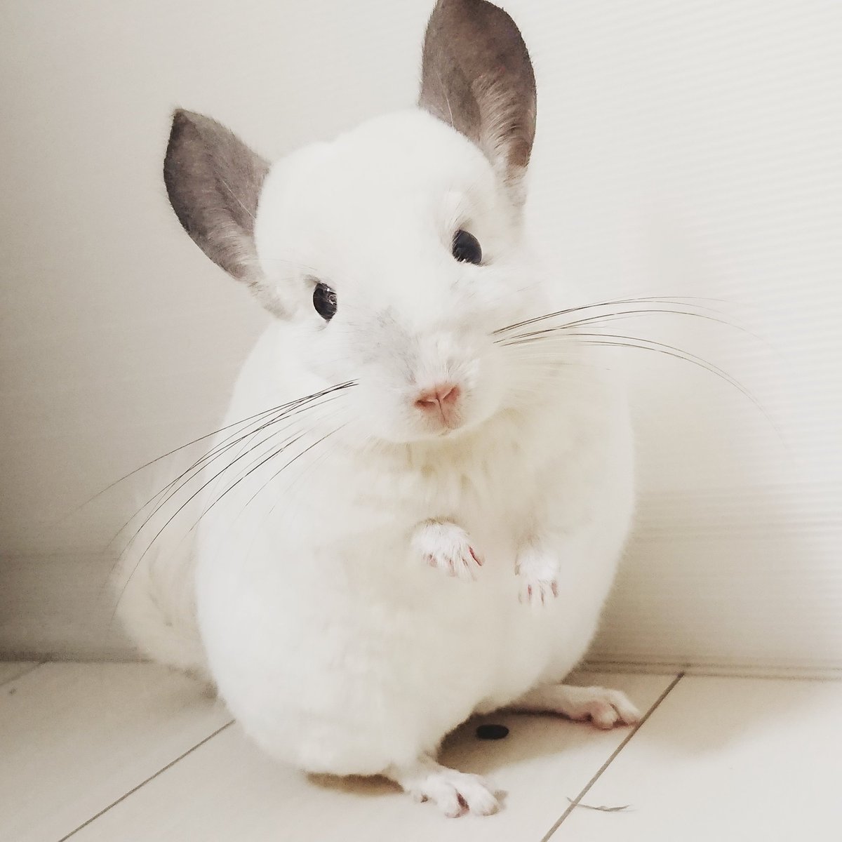大阪ネズミーランドc プ Twitterissa きっとありますよ 写真集 ふわっとチンチラ だって よそんちのこだし 大阪ネズミーランドc プ Twitterissa きっとありますよ 写真集 ふわっとチンチラ だって よそんちのこだし