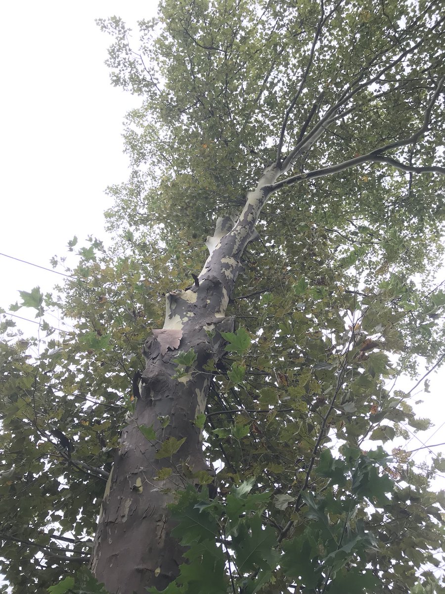 Lumpy old tree