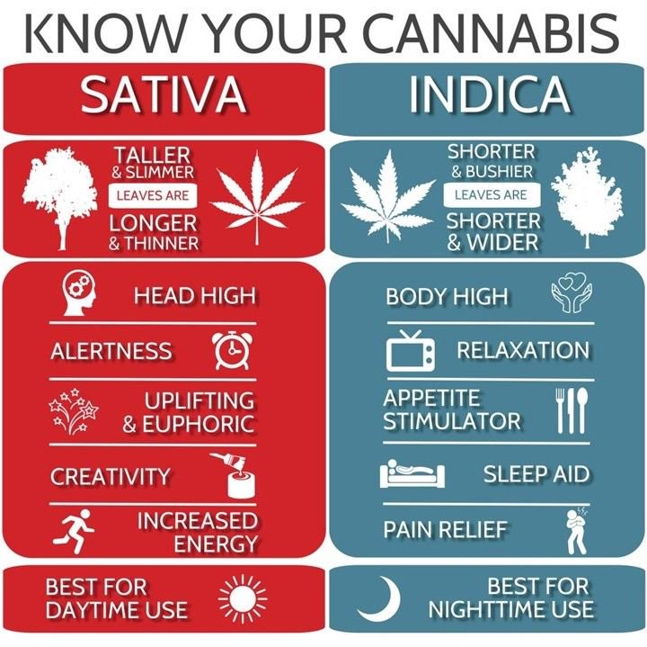 Here is a basic guide to the difference between Sativa and Indica! #farmfreshmcd #organiccannabis #organicmarijuana #californiacannabis #livingsoil #notill #sungrownmeds #medicalmarijuana #overnightcannabis #craftcannabis #marijuana #wellness #instaweed #instapot #instacannabis