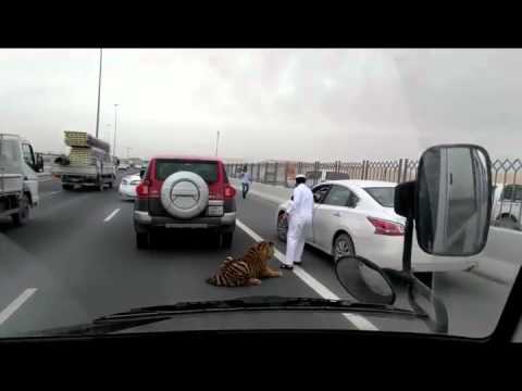 [VIDEO] Tigre pasea por una autopista de Qatar durante un atasco. tinyurl.com/hqzf2r2