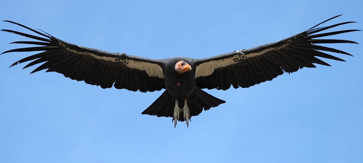 GrandCanyonNPS's tweet photo. Tomorrow, the public is invited to a release of endangered California condors. (Saturday, Sept. 22, 2018) at Vermilion Cliffs National Monument. Details here: https://t.co/JNpNt4ZdQD (Photo/Jim Shuler, Utah DWR) -mq #GrandCanyon #Arizona #Condor #NPLD https://t.co/G00Hw6BXrm