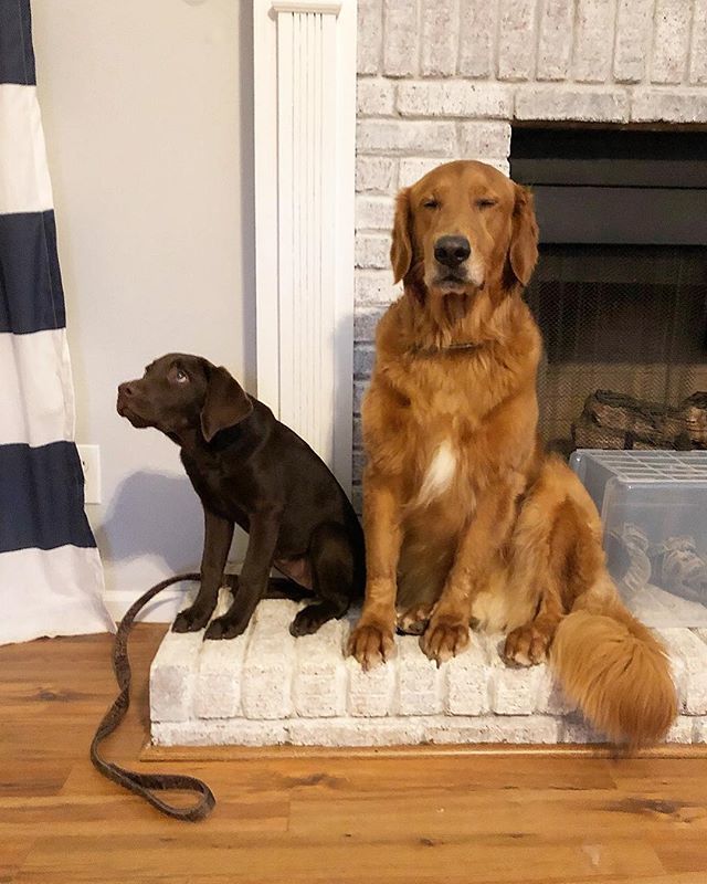 HankTheGolden's tweet photo. What’s worse, Monday’s or being forced to place next to your sister? .
.
.
#adventureswithhank https://t.co/VtAu8HSk3E https://t.co/NPEdwpHXaK
