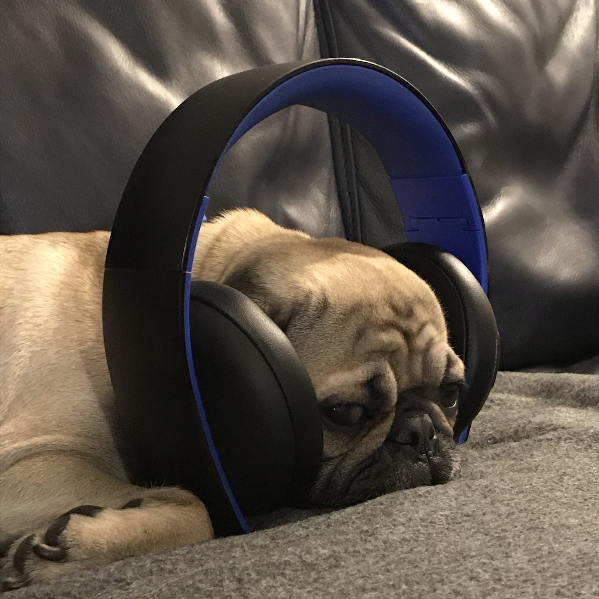 Sad hotsell dog music