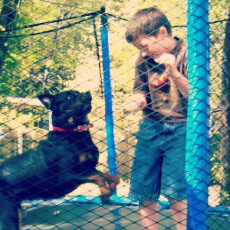 brndnstk's tweet photo. He wasn’t just a dog. He was my best friend. Someone I could talk to when I couldn’t talk to anyone. He was always there. Rest easy big guy, part of my heart is gone. https://t.co/Q19gVIdG8u