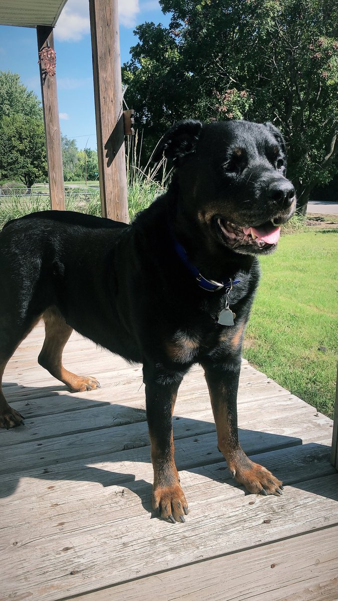 brndnstk's tweet photo. He wasn’t just a dog. He was my best friend. Someone I could talk to when I couldn’t talk to anyone. He was always there. Rest easy big guy, part of my heart is gone. https://t.co/Q19gVIdG8u