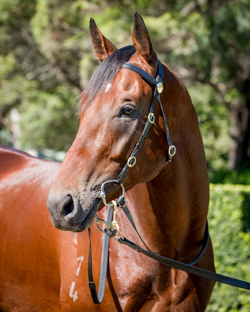 riverbankfarm1's tweet photo. Fertile BOULDER 💪💪💪 a few positive tests already and his book now exceeds 90 mares ❤️❤️ Thanks everyone from the team @riverbankfarm1 #flyingstart #highfertility #BOULDERCITY #Winx 🍀🍀 https://t.co/4t33rHkyZw