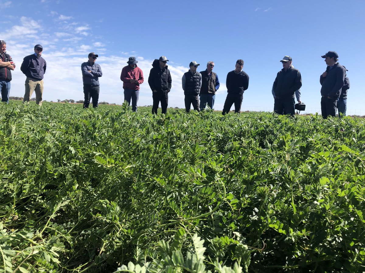 Matt Witney (@dmag_consultant) on Twitter photo The Dodgshun medlin Riverina field day off and racing , talking irrigated wheats, new variety’s, vetch production, farm business success discussion #1st stop <a href="/SeanM_DMAg_SA/">Sean Matthewson</a> <a href="/sam_venning/">Sam Venning</a> <a href="/DSchub11/">David Schubert</a> The Dodgshun medlin Riverina field day off and racing , talking irrigated wheats, new variety’s, vetch production, farm business success discussion #1st stop <a href="/SeanM_DMAg_SA/">Sean Matthewson</a> <a href="/sam_venning/">Sam Venning</a> <a href="/DSchub11/">David Schubert</a>