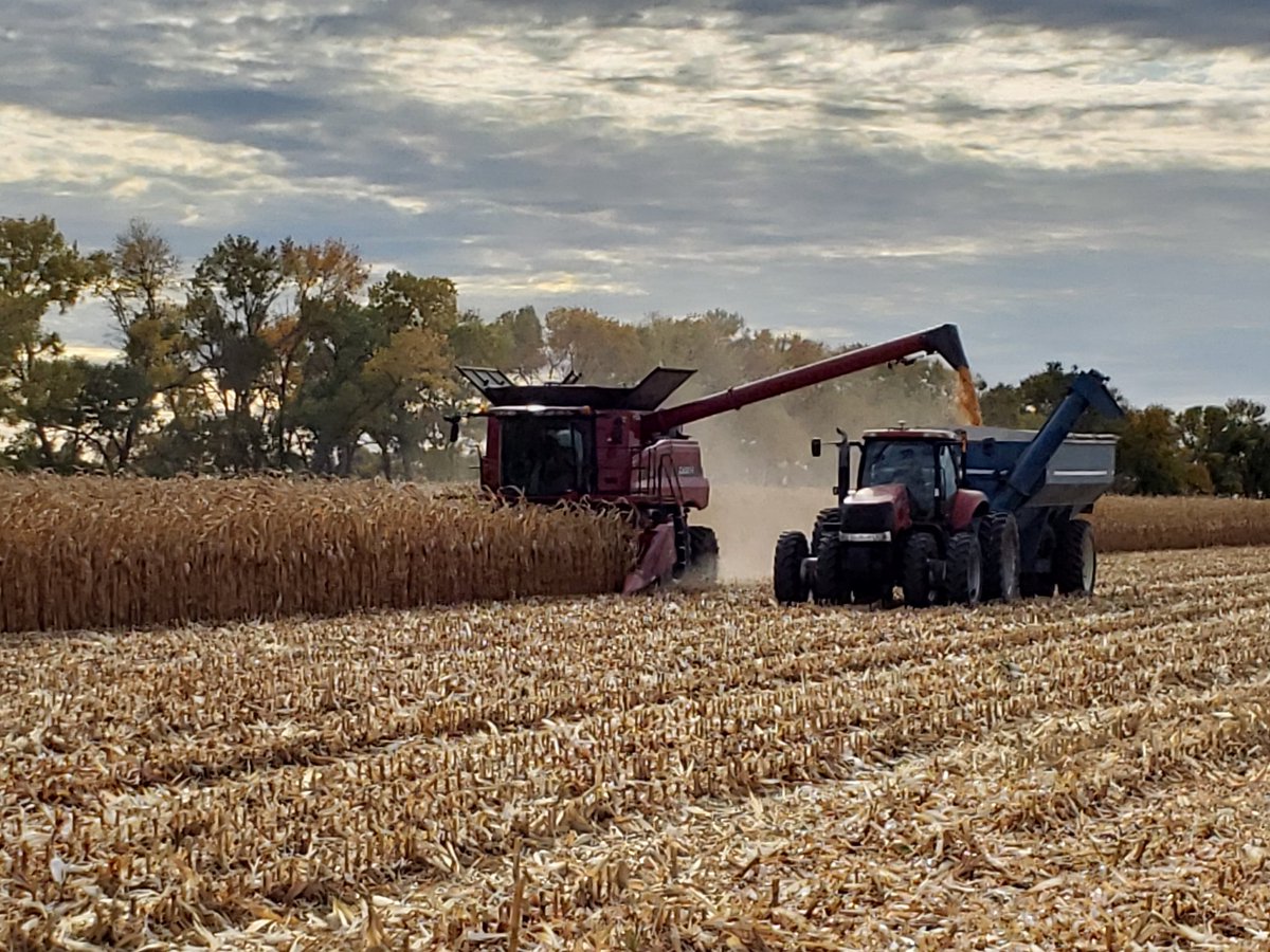 Definitely the earliest we have ever rolled on #corn.  #harvest18 <a href="/budmcknightseed/">Bud McKnight Seeds</a> <a href="/PioneerSeedsCA/">Pioneer Seeds Canada</a> P7527AM coming off respectably despite considerable lack of moisture.