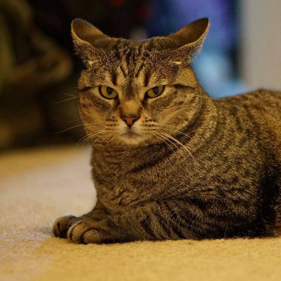 fuzzymugzapp's tweet photo. Yes, your picture is being taken again! So annoyed! 😾😼😽😻 https://t.co/yZFtX28t0D