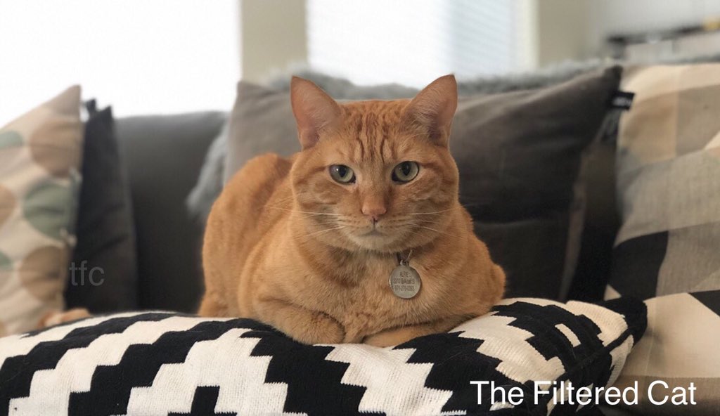 FilteredCat's tweet image. Alfie being handsome. #instagramcats #catnipcat #gingercatsofinstagram #yourcatphoto #kittylookbook #catphotographer #instagramcats #catnipcat #allcatphotos300 #catduateschooladmissions #handsomecats #ilovecats #onlycatcats #catsofseattle #catphotographer #kitty #petphotography
