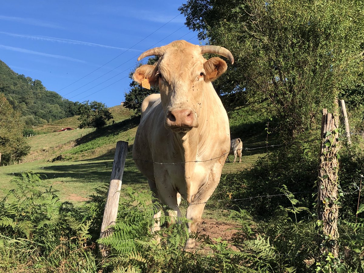 Muuuuenos días! Egun on!