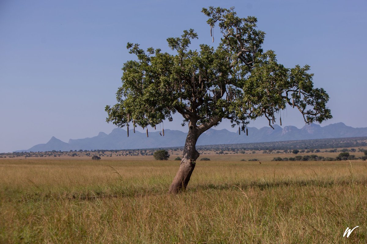 watotochurch's tweet photo. Sausage trees are only found in Africa and the fruit is much-loved by elephants, giraffes, baboons and HUMANS! Old Karamojong folks use them as pillows. They're also rumoured to treat some diseases and are apparently great for the skin. #ILoveUganda @powerfmuganda @visit_Uganda https://t.co/rViLOrZtcz