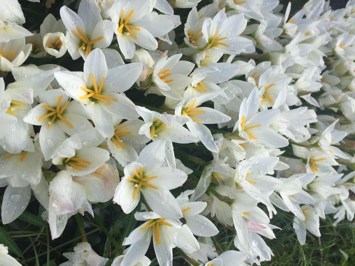 池ポチャ野郎 Twitterren 近所の庭先に白い花が満開に タマスダレ 玉簾 ゼフィランサス 花言葉 汚れなき愛 期待 白い花 花 次々と咲く花 細い葉