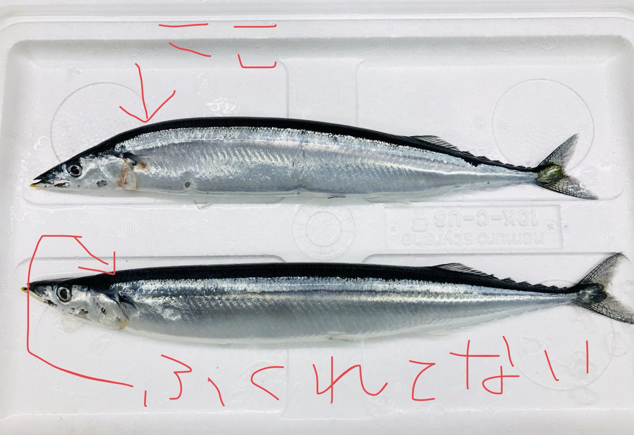魚忠 総務部 佐藤 美味しいサンマの見分け方 今が旬のサンマ よくクチバシが黄色が鮮やかだと鮮度がいいと言います それだけではないんです サンマの首の膨らみが大きい と脂がのってます まるでアーノルドシュワルツェネッガーの僧帽筋の様