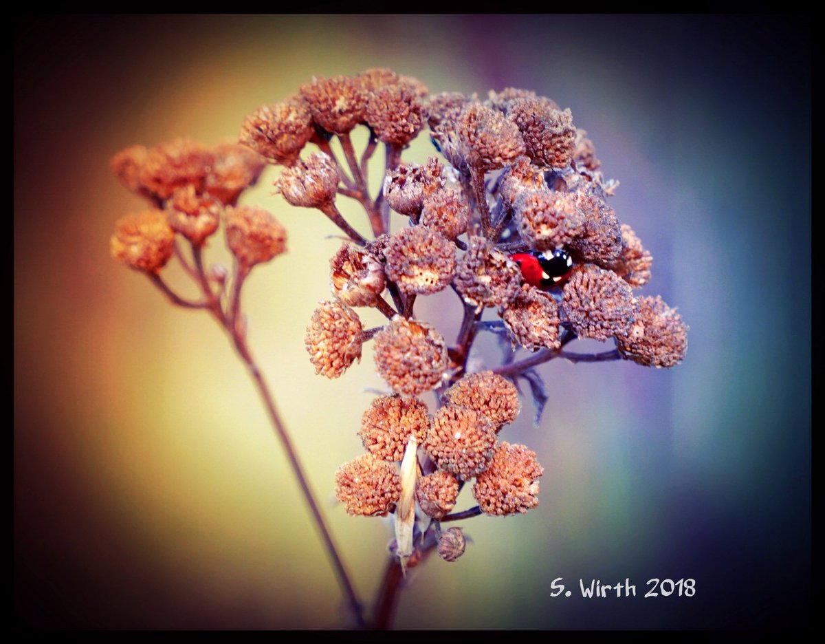 wirthstef's tweet photo. New photo of #two-spotted #ladybeetle #Adalia #bipunctata after days still #inside #withered #tansy at a #drymeadow of #urban #nature #refuge #Teufelsberg #Berlin #September #2018 Copyrights #Stefan #F. #Wirth
#macro #close-up #artistic #photography #nature #naturelover https://t.co/uqwb5zuxqt