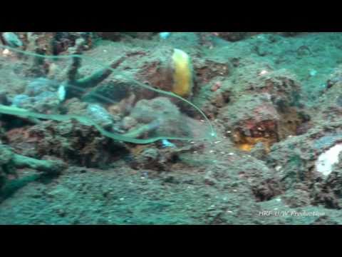 Videospremium2's tweet photo. [VIDEO] Increible anguila transparente https://t.co/CSNufoJ9jE https://t.co/YdTG3Aw9Oc