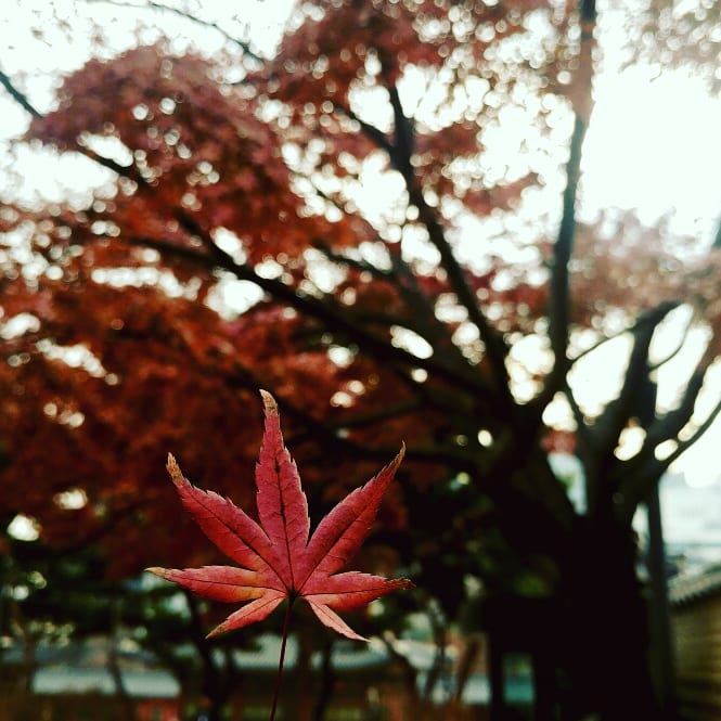 shinysunako28's tweet photo. πππ· @erincaiden @kim_she17
#throwback #november #autumn #1stwinter #december #seoul #wheninsokor #2017turista https://t.co/nLGmJgmimX https://t.co/w5KrquxmyA