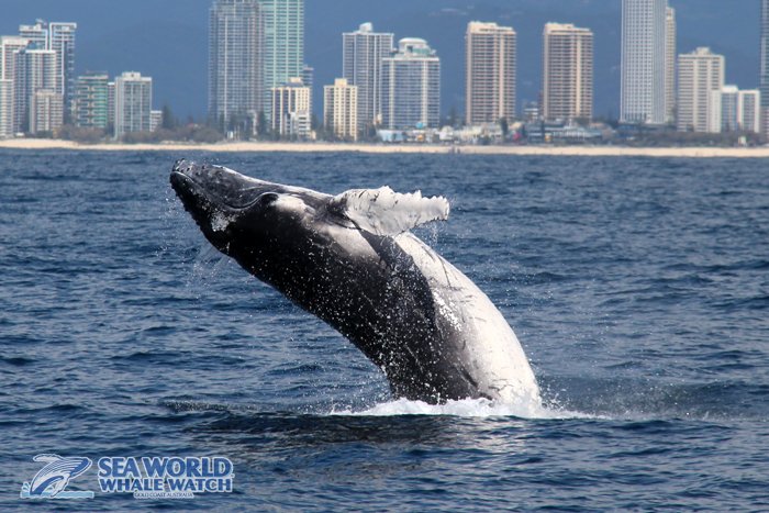 WhaleWatchAust's tweet photo. #hello #GoldCoast!! This #whale calf was checking out the #beachfront #realestate in #surfersparadise today to see where to stay on its next visit!

Check out its unique all-white pectoral fins. #humpbacks usually have pectoral fins that are black on top and white underneath. https://t.co/yyu6BdEqhh
