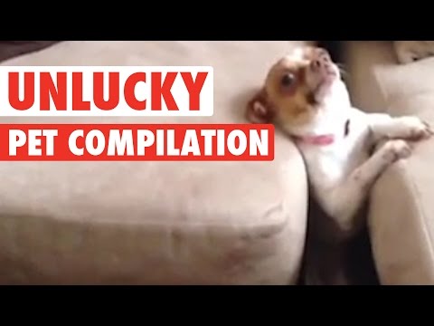 [VIDEO] Momentos embarazosos de las mascotas. Compilacion. bit.ly/2gn0GjB