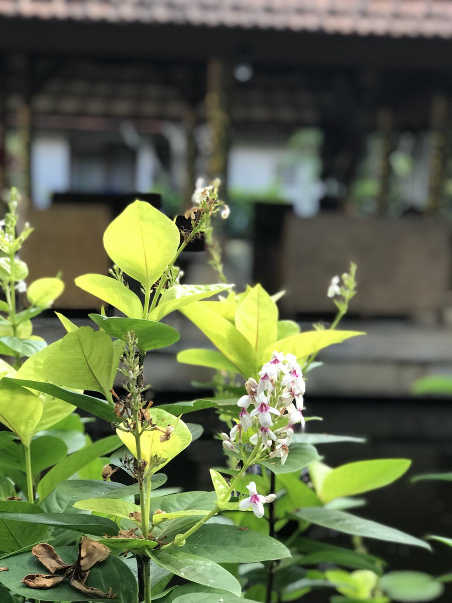 indahnuria's tweet image. Cheers from the land of Gods and Goddesses, one of my favorite paradise #bali . Here for works as we have Interministerial Meeting on #southsouthtriangularcooperation till Thursday, 9/20