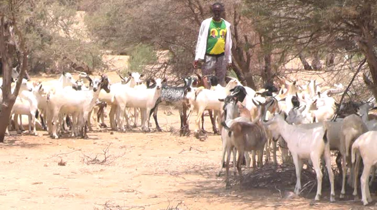 AmoudFoundation's tweet photo. #CycloneSagar hit Somalia and about 70% of livestock were lost in the affected areas. Amoud is providing livestock replenishment $500 for 10 goats. donate at https://t.co/ilyeSlh0he #LoveSomalia https://t.co/HJxo18mv2h