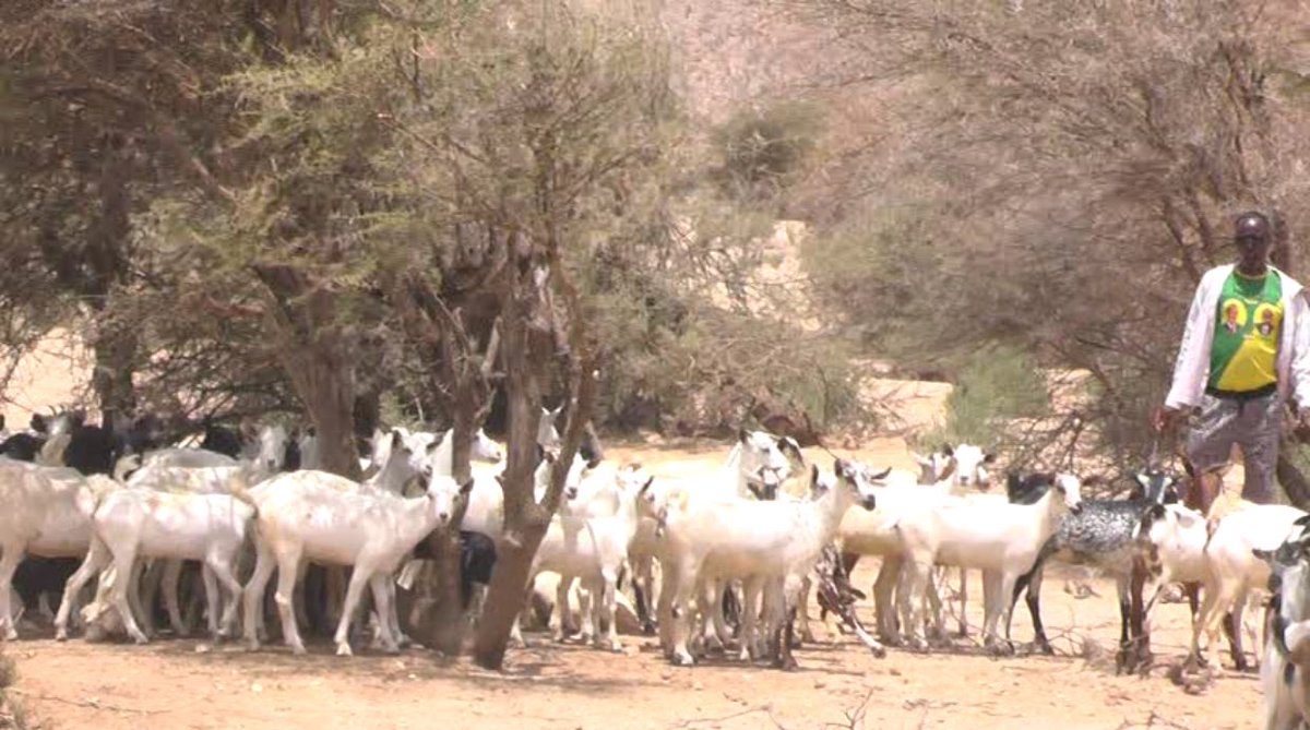 AmoudFoundation's tweet photo. #CycloneSagar hit Somalia and about 70% of livestock were lost in the affected areas. Amoud is providing livestock replenishment $500 for 10 goats. donate at https://t.co/ilyeSlh0he #LoveSomalia https://t.co/HJxo18mv2h