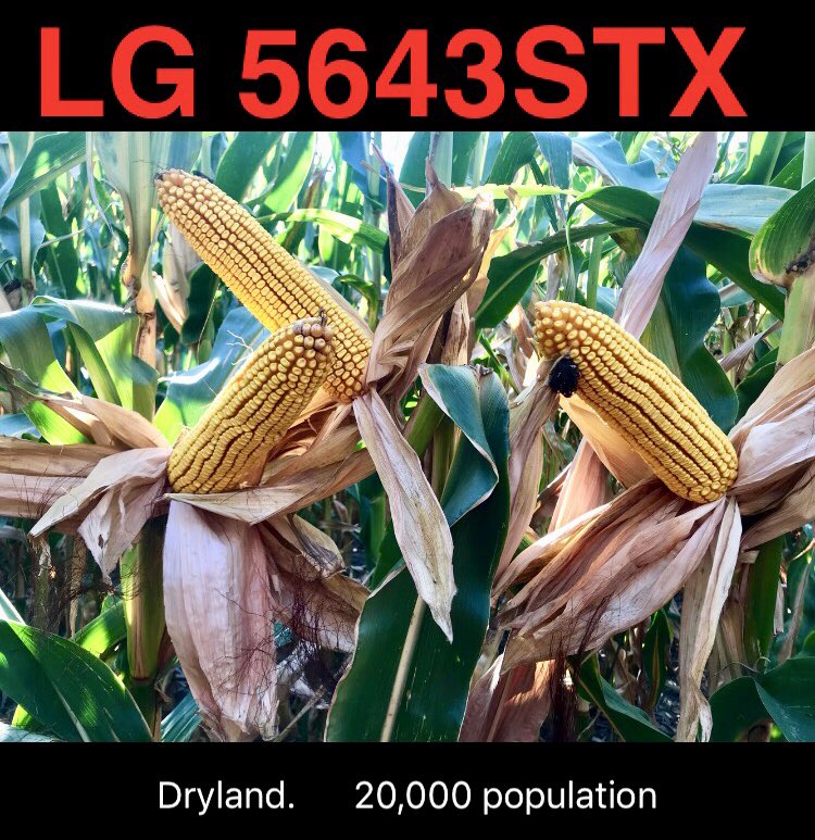 GavinRKenney's tweet photo. LG 5643. Put it on irrigated. Put it on dryland. It doesn’t care. It’ll do its thing! #Harvest18 @LGSeeds https://t.co/MopLIPVF56