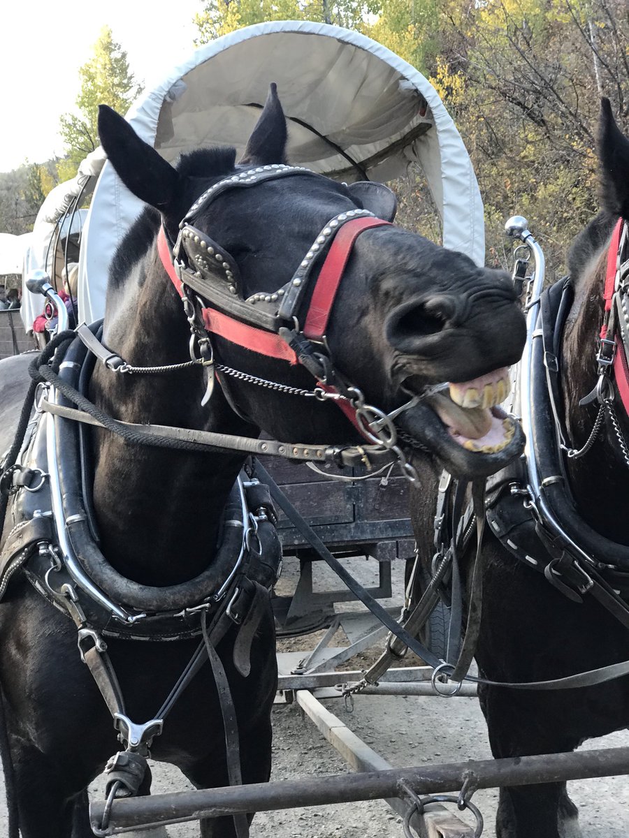 TZ_Trafalgar's tweet photo. Even the horses are happy to travel alongside Trafalgar! #nationalparkwonders #bart5
#trafalgar #td https://t.co/pkotD7D4W0