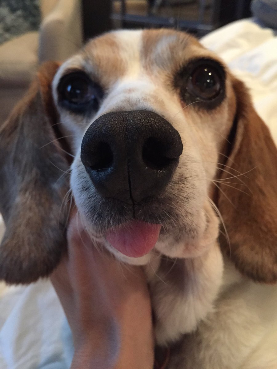MonkeyBeagle's tweet photo. Ready for my close up! https://t.co/57Vd2jbSq7