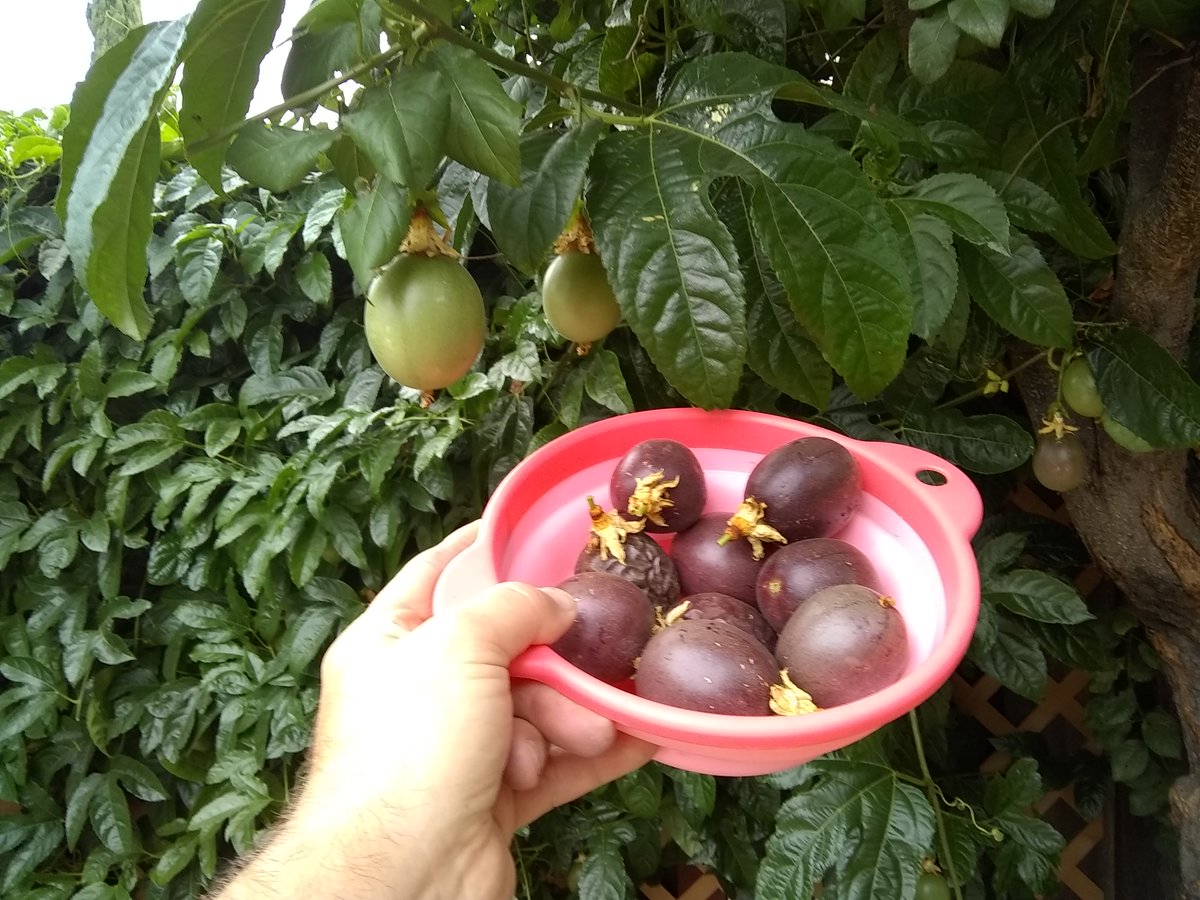 JeffG181's tweet image. The bounty of California Rare Fruit Growers in the Valley of Heart's Delight. We are blessed in our own backyard with Purple Passion Fruit. #CRFG