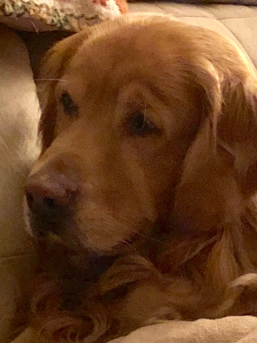 GuapoMick's tweet photo. #goldenretriever #retriever #doglovers #NiceTimeSpringTime #beautiful 
MICK!!! https://t.co/BEl5eK62zE