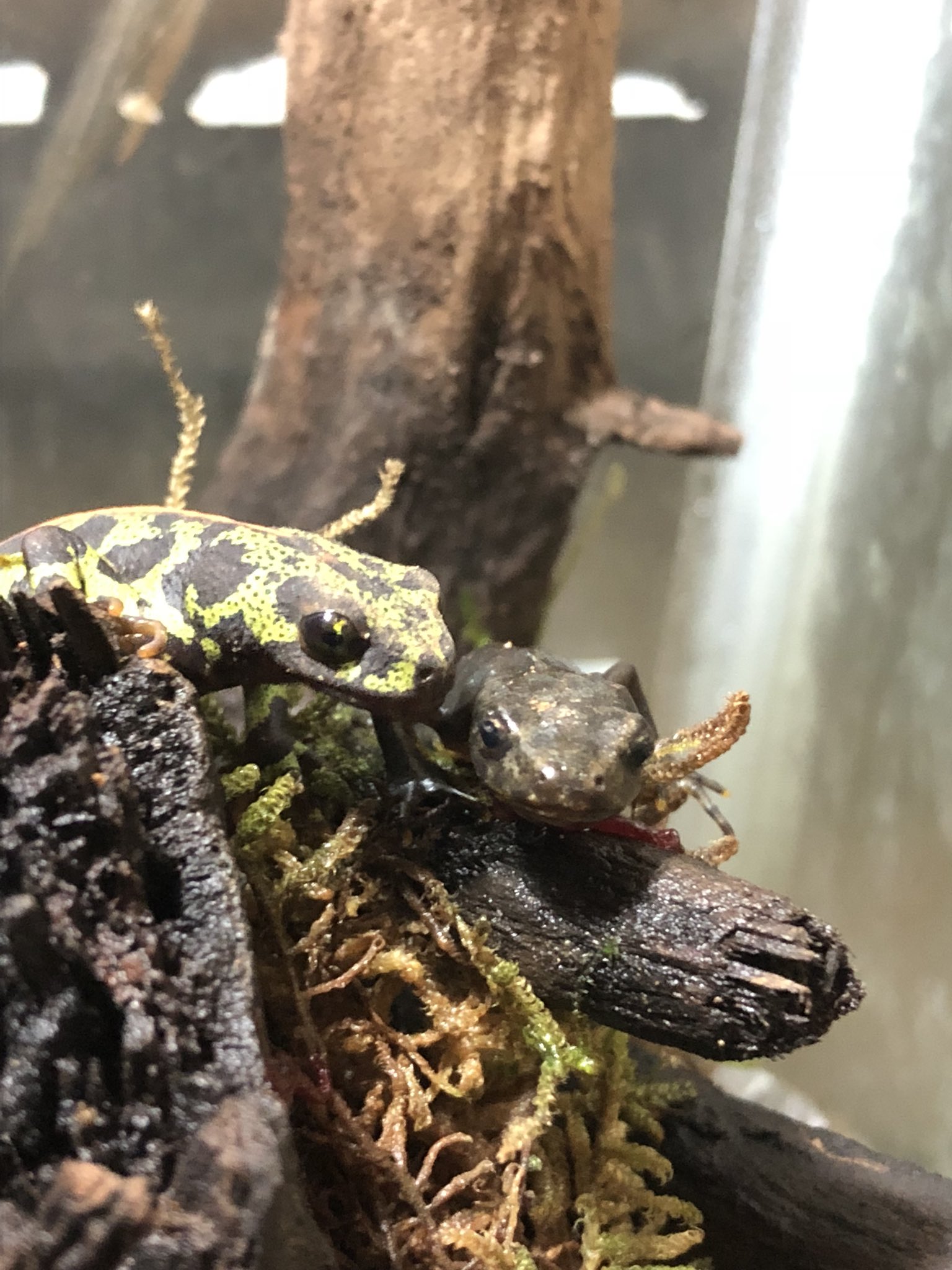 Okkun 1 うちの イモリ たち マダライモリ と ミナミクシイモリ と ムハンフトイモリ を同じ水槽で飼育中です くっっっっそかわいい もっと種類増やす予定 そのうちに T Co Tjgw4koxyk Twitter